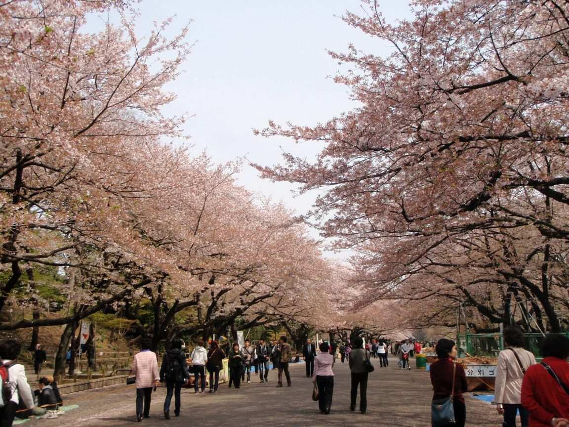 UENO PARK!! TEMPAT YANG WAJIB DI KUNJUNGI SAAT MUSIM SEMI DI JEPANG!!!