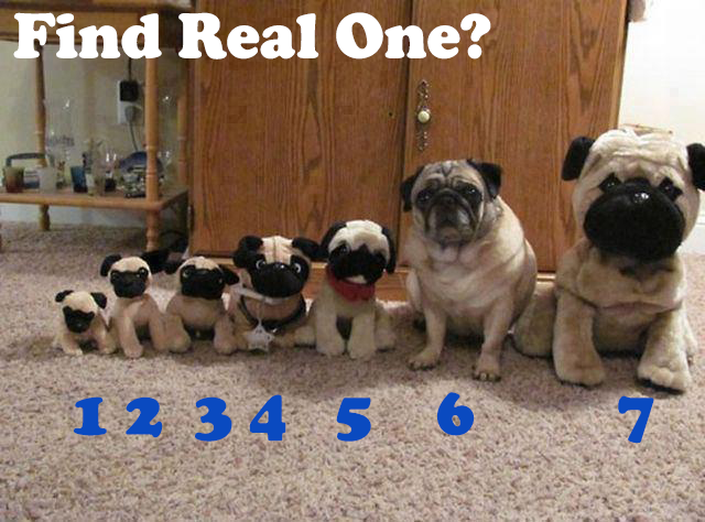 CUTE PET COMPLICATION -- HERE ! UNIK 