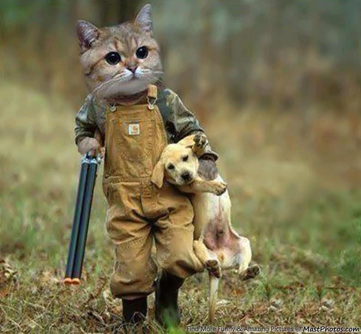 CUTE PET COMPLICATION -- HERE ! UNIK 