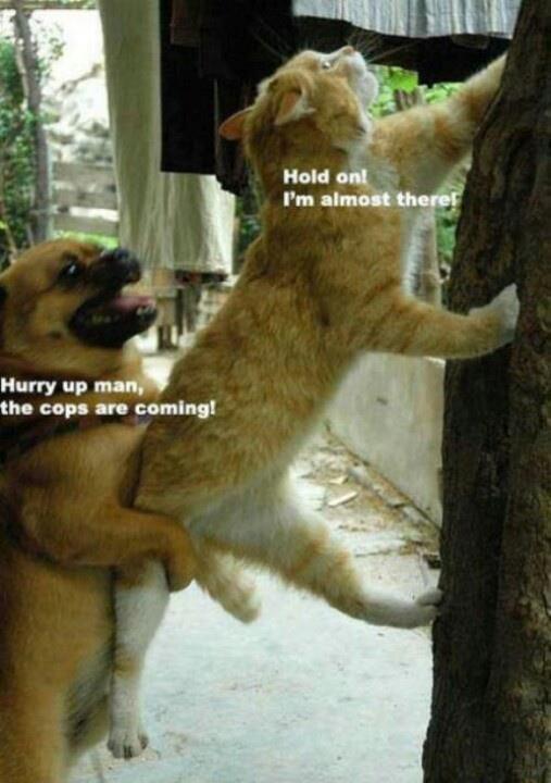 CUTE PET COMPLICATION -- HERE ! UNIK 