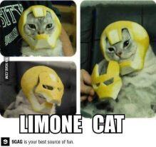 CUTE PET COMPLICATION -- HERE ! UNIK 