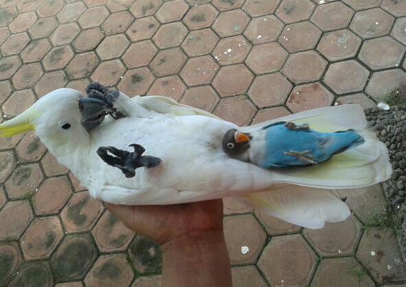 CUTE PET COMPLICATION -- HERE ! UNIK 