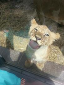 CUTE PET COMPLICATION -- HERE ! UNIK 