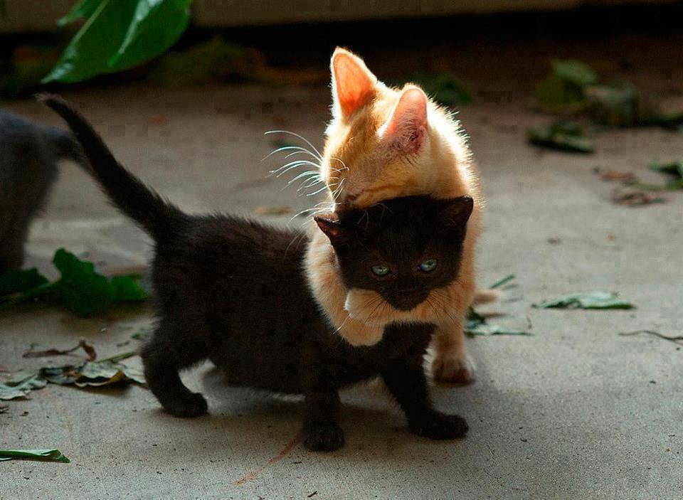 CUTE PET COMPLICATION -- HERE ! UNIK 