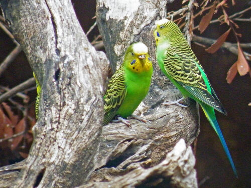 Terjual Jual Parkit Hijau Kaskus