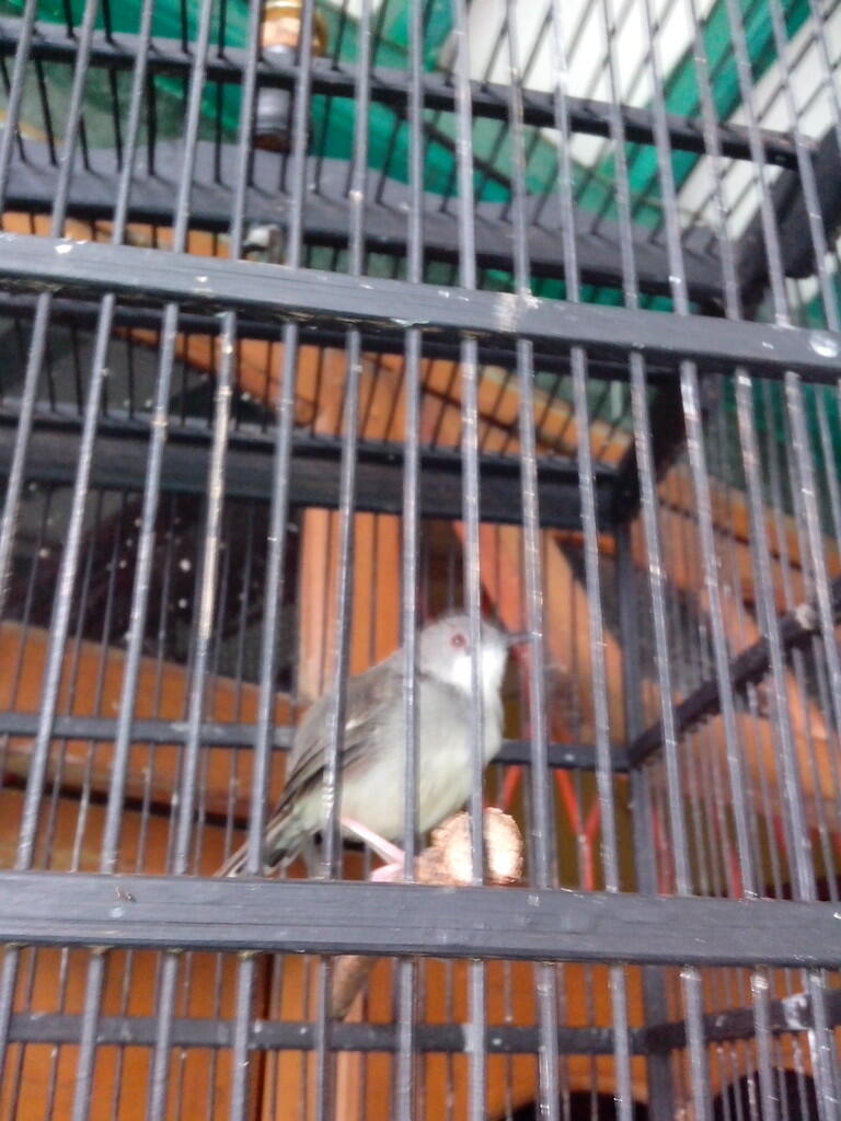 Terjual Wts Burung Ciblek Kristal Gacor Abis Mental Baja Ga Ada Takutnya Daerah Karawaci Tan Kaskus