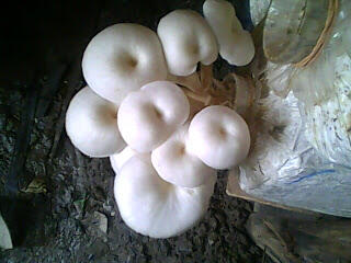 ۞۞۞ cara budidaya jamur tiram ۞۞۞ usaha jamur tiram ۞۞۞ bibit jamur tiram ۞۞۞