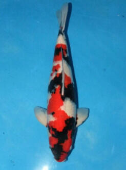 Jual Ikan Koi Showa Sanshoku
