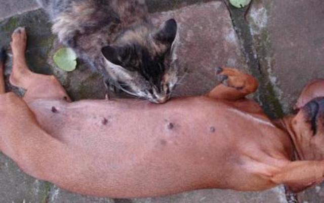 &#91;WOW&#93;mereka berani pamerin susu,,bikin pengenn,,&#91;sedikit BB+&#93;