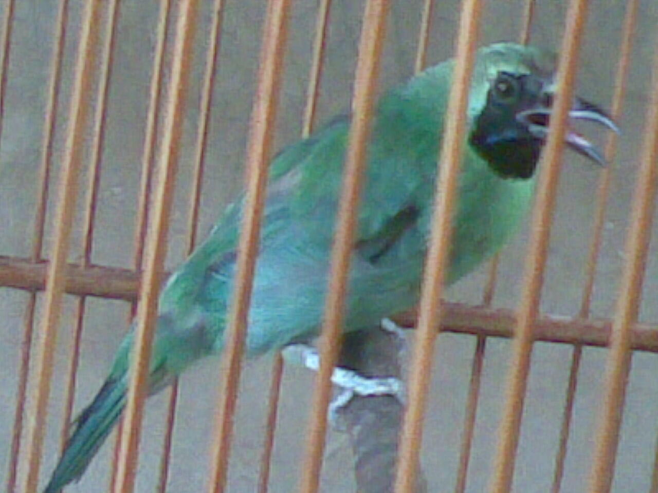 terjual jual burung cucak ijo kaskus terjual jual burung cucak ijo kaskus