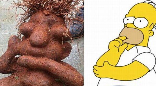 &#91;Berita Aprodisiak&#93; Akar Tanaman Obat Kuat Mirip Homer Simpson