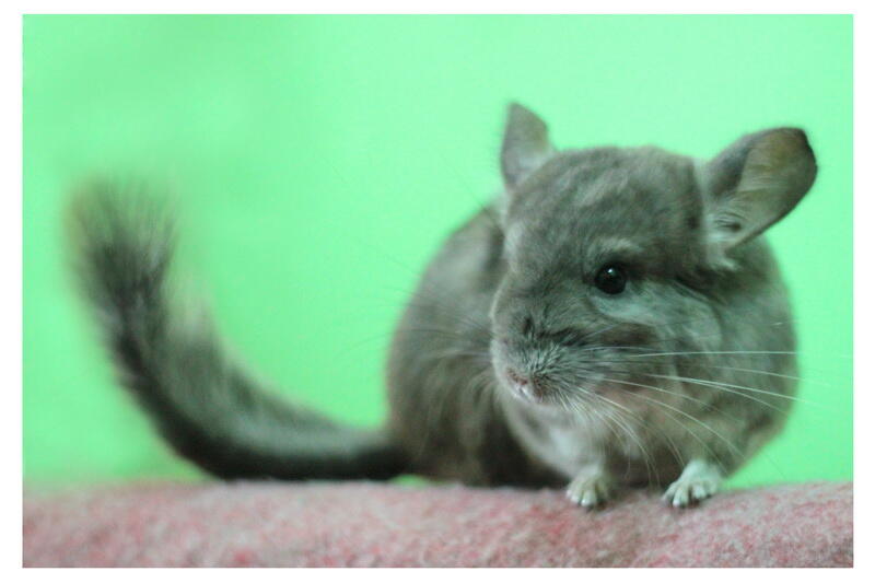 beli chinchilla