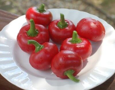 10 Cabe terpedas di dunia