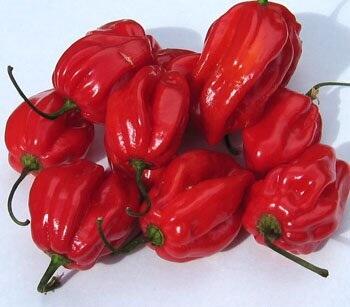 10 Cabe terpedas di dunia