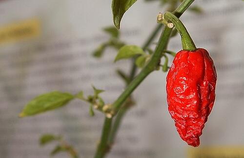 10 Cabe terpedas di dunia