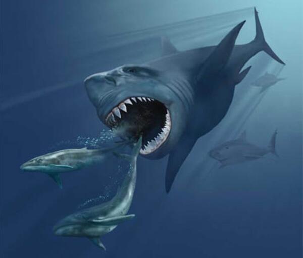 Bukan T-Rex raja tega Tapi Megalodon pict+++