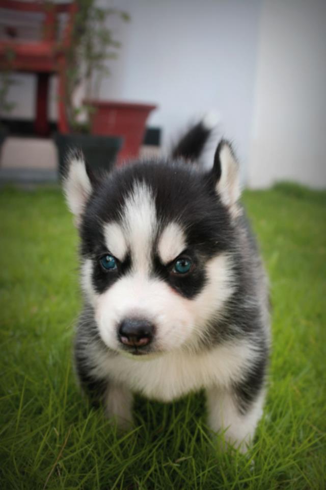 Terjual Dijual Anakan Siberian Husky Jogja Kaskus