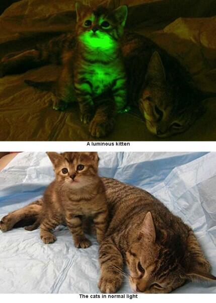 Kucing Glow In The Dark dari Amerika Serikat