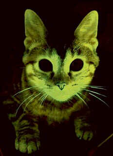 Kucing Glow In The Dark dari Amerika Serikat