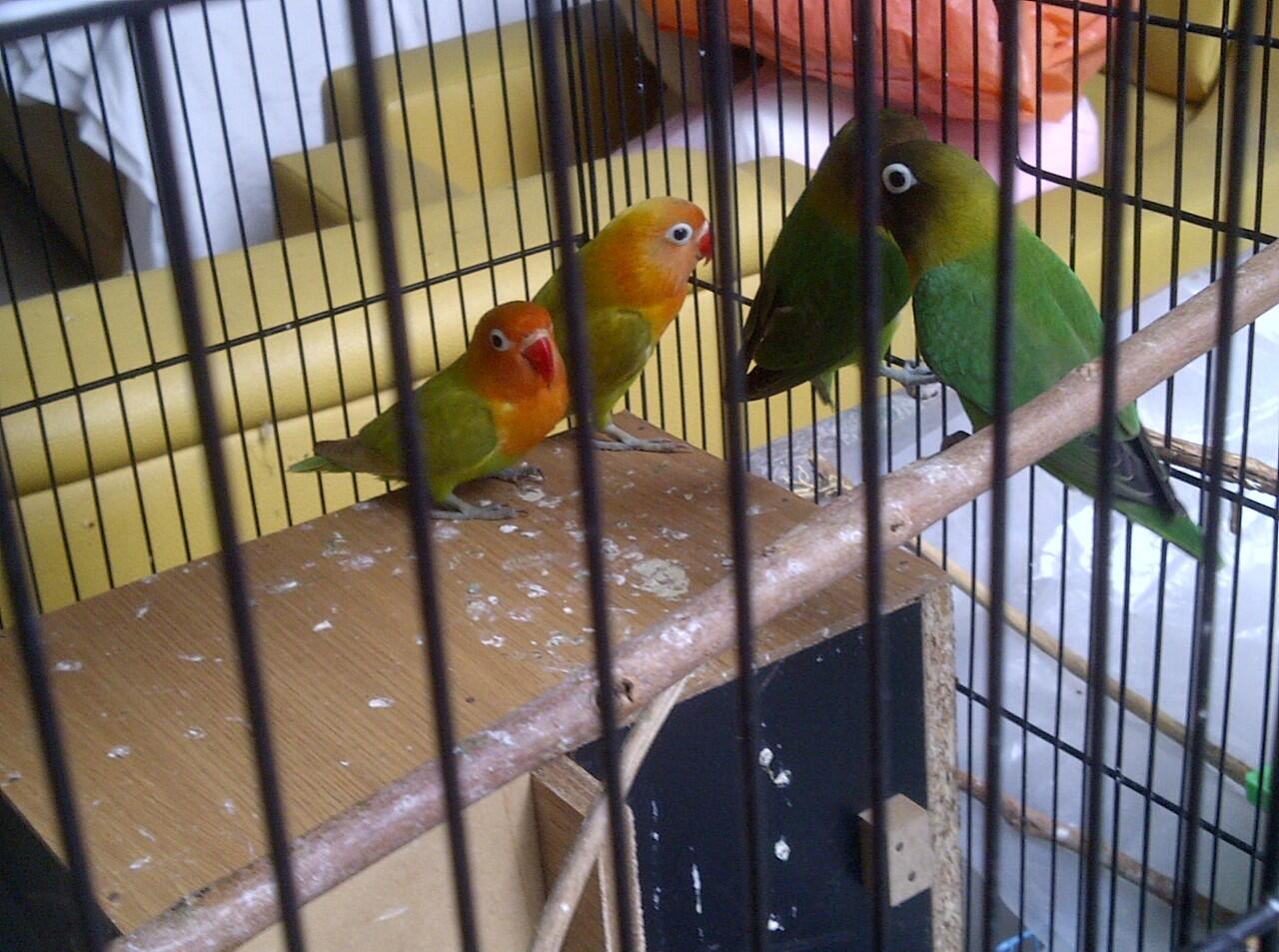 lovebird love bird murah