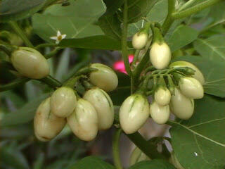 &#91;NEW&#93; BUAH UNIK ALA MAK EROT