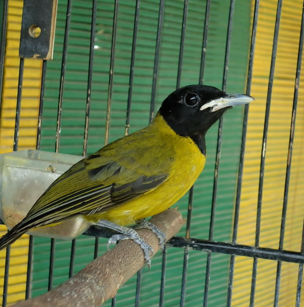 Terjual Burung Samyong Muda Kaskus