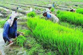 Nenek Moyangku Seorang Petani