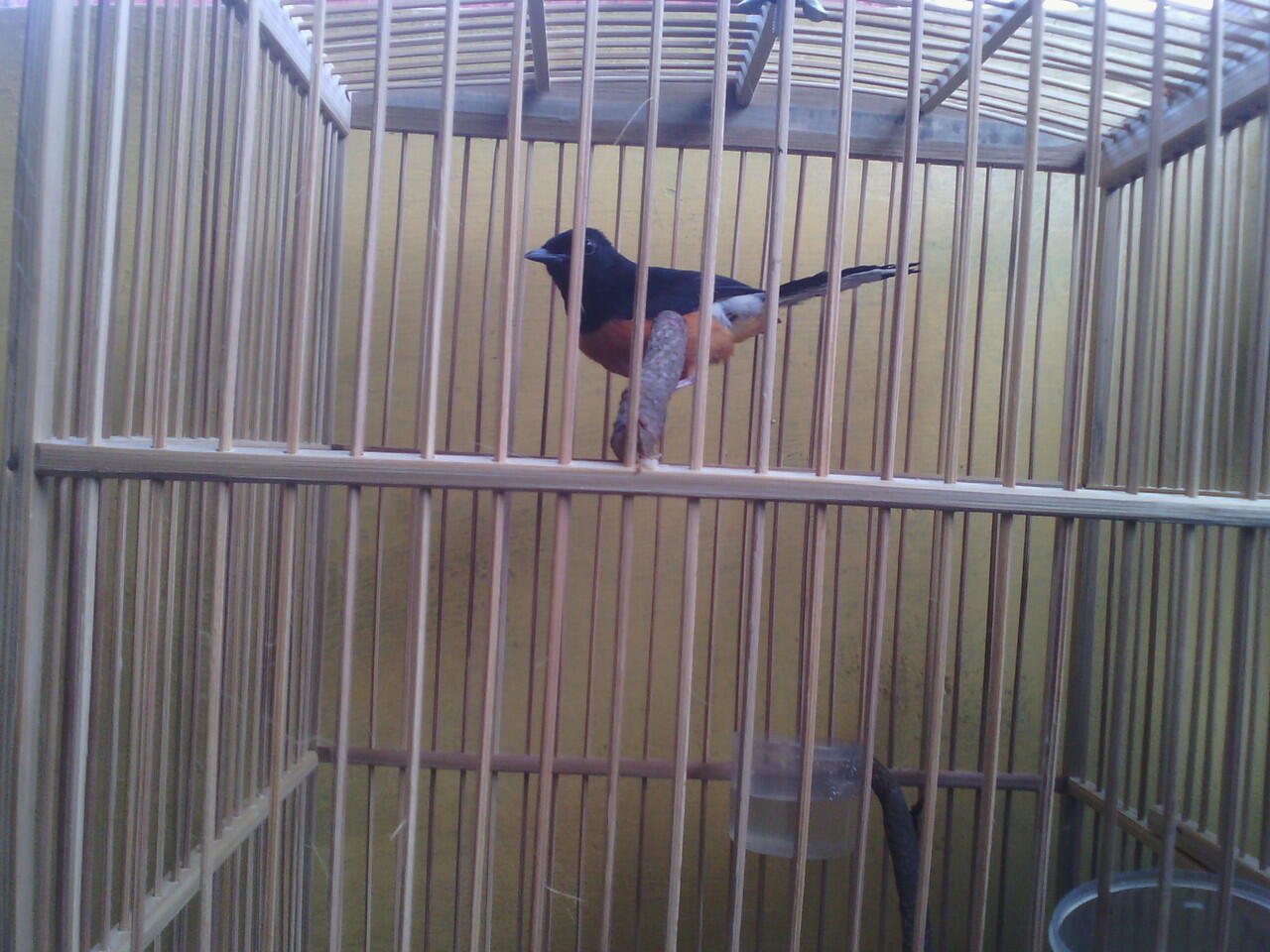 Jual Jual Burung Murai Batu Kaskus terjual jual burung murai batu kaskus Jual Jual Burung Murai Batu Kaskus terjual jual burung murai batu kaskus