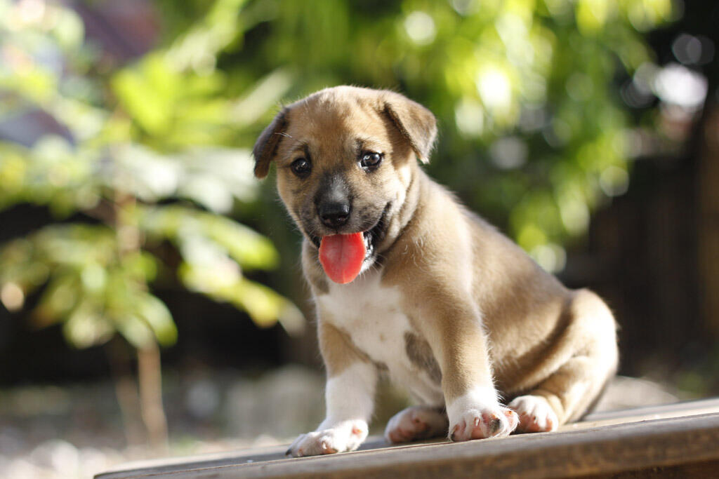 Terjual Dijual Anjing Kintamani Lokal Kaskus