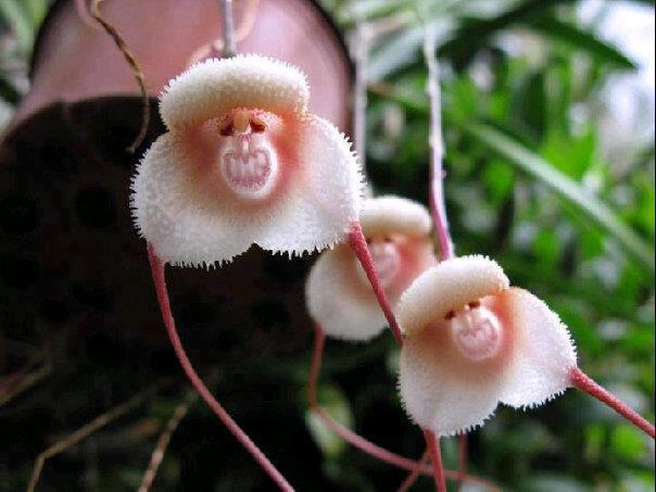 Bunga anggrek bercorak monyet (SUPER RARE SPESIES)