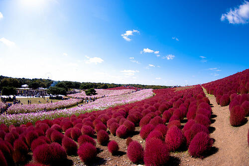 Surga Bunga yang ada di Jepang, Keren Gan (+ FOTO)