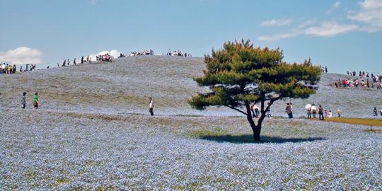 Surga Bunga yang ada di Jepang, Keren Gan (+ FOTO)