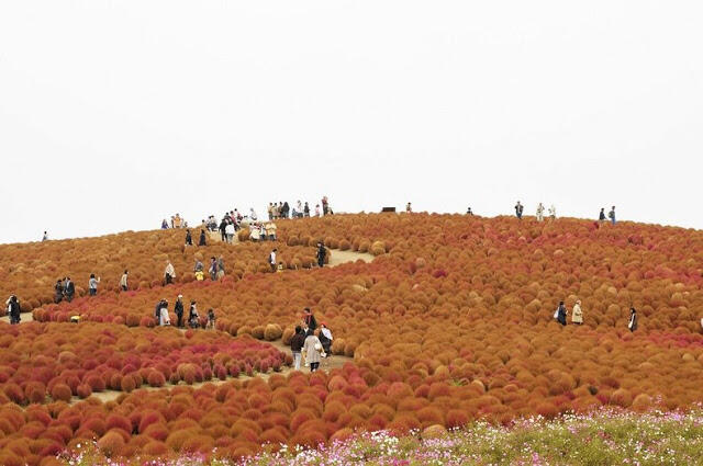 Surga Bunga yang ada di Jepang, Keren Gan (+ FOTO)