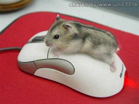 Ketika mouse ketemu mouse! Cek gan! 