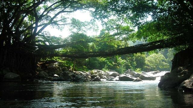 Jembatan Akar, Keajaiaban Alam yang Dimiliki Sumatra Barat (berhadiah cendol )