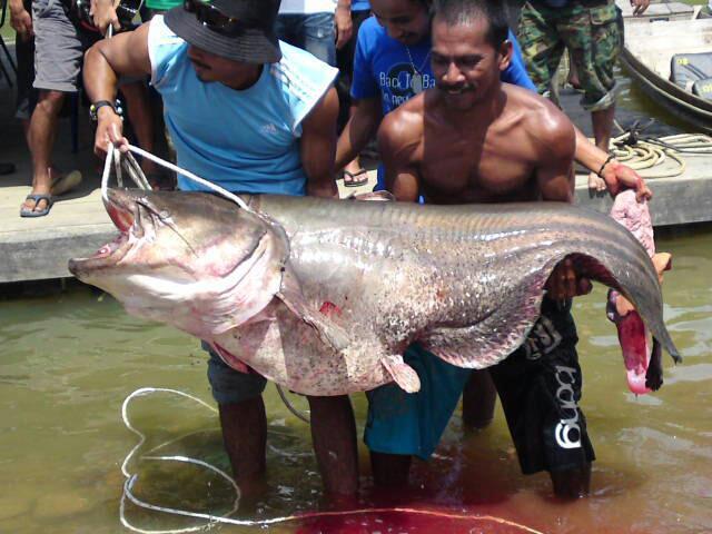 (Share) Ikan Buas Piaraan Ane !!!