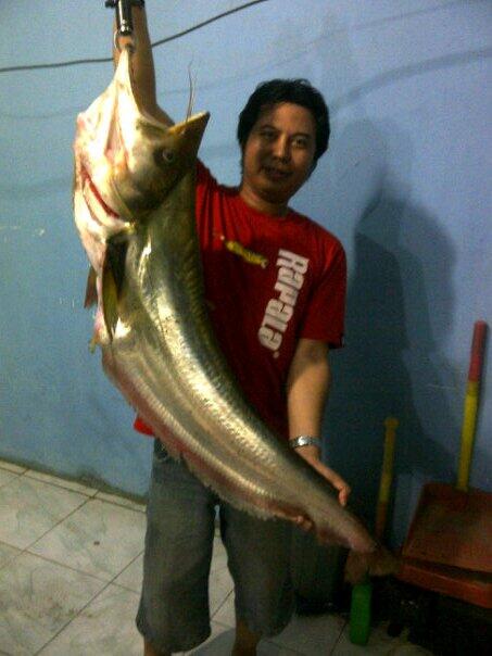 (Share) Ikan Buas Piaraan Ane !!!