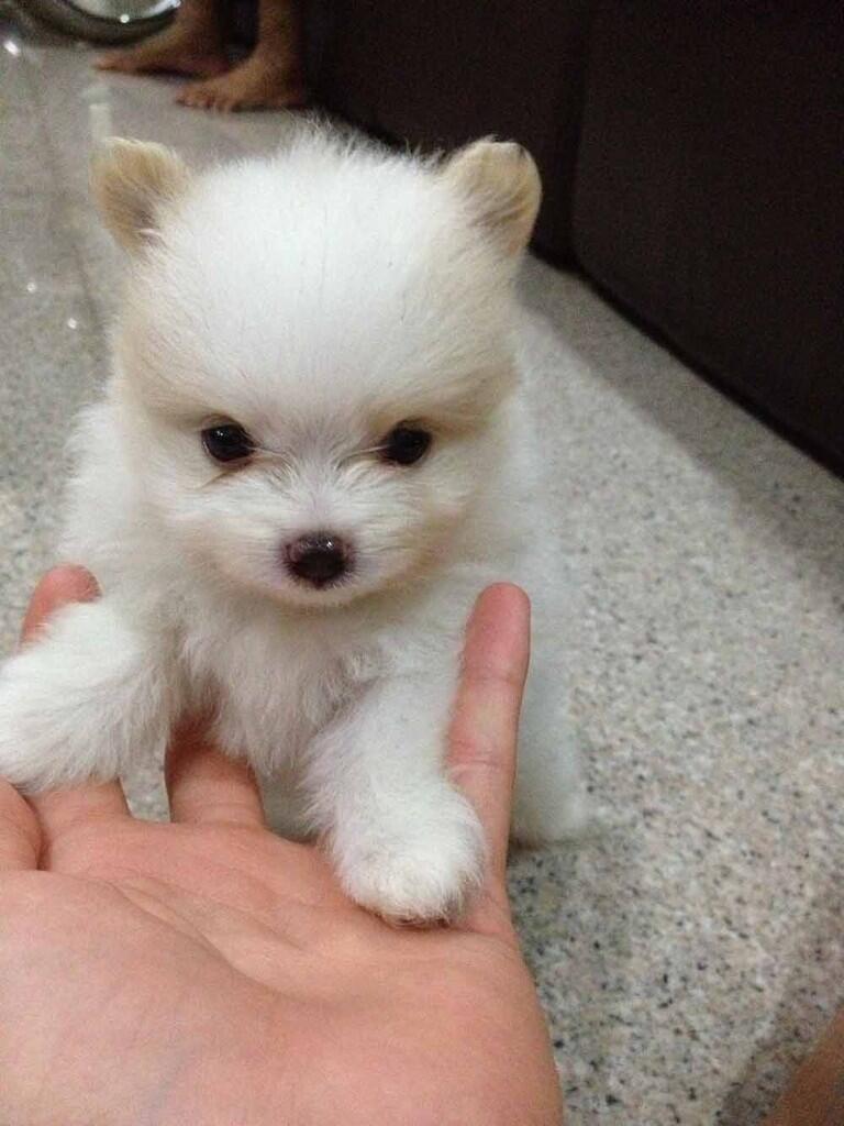 Terjual ANJING MINI POM KASKUS