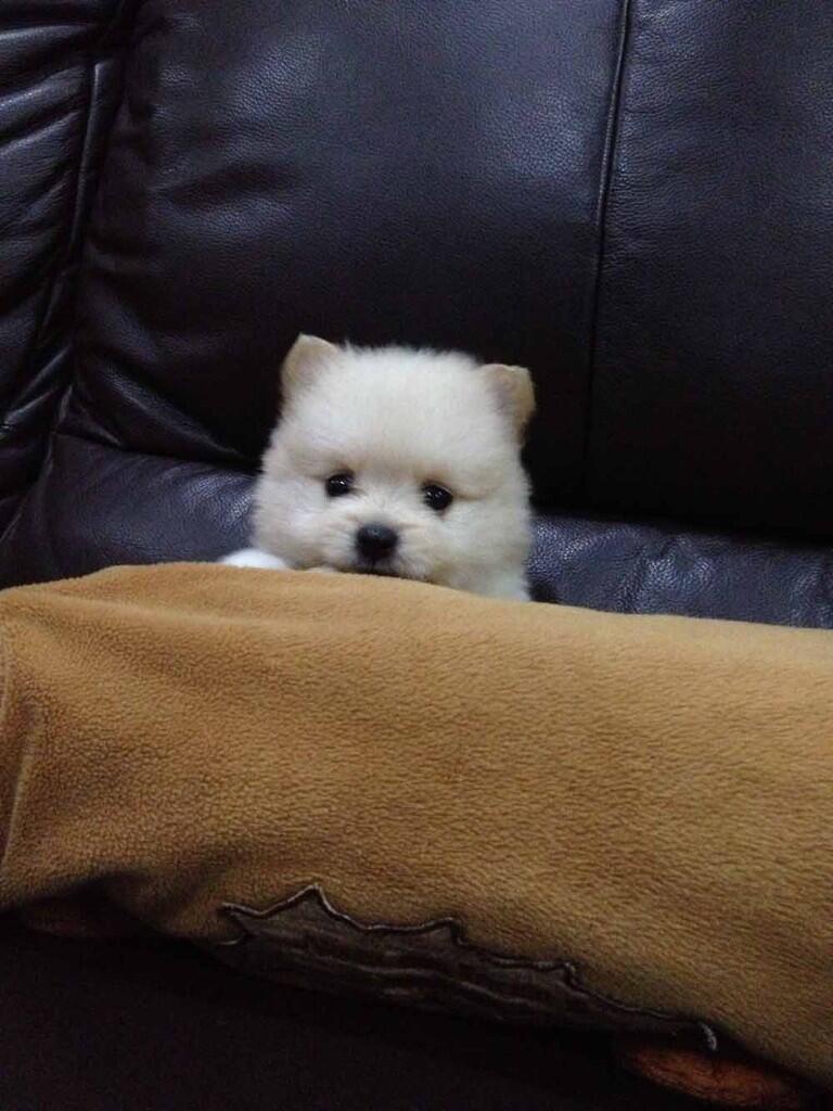 Cari ANJING MINI POM | KASKUS