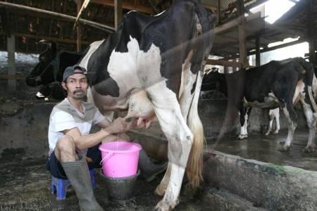 TENTANG SUSU LOKAL