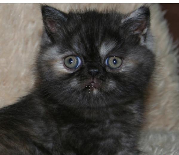 kucing famale/hub;085340782814