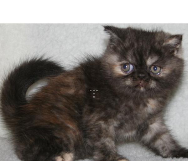 kucing famale/hub;085340782814
