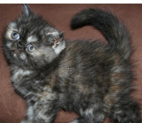 kucing famale/hub;085340782814