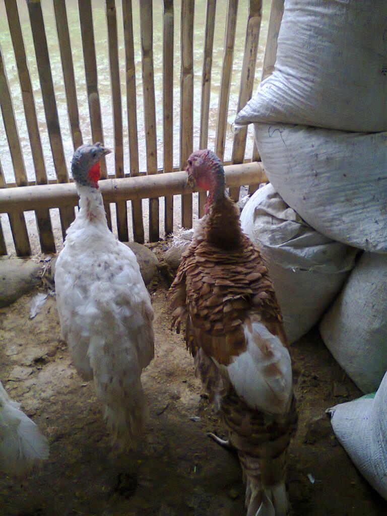 JUAL AYAM HIAS, KALKUN, POLAND, MUTIARA DLL