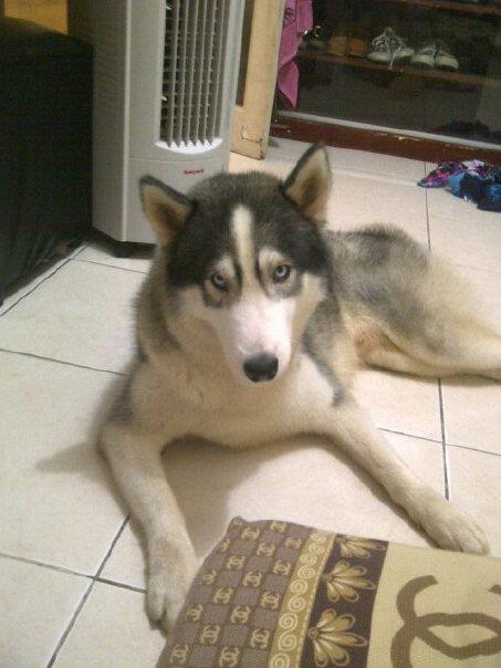 HILANG !! SIBERIAN HUSKY Daerah bojong yg bs nemuin di KASIH 5.000.000