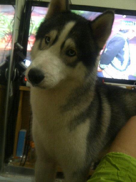 HILANG !! SIBERIAN HUSKY Daerah bojong yg bs nemuin di KASIH 5.000.000