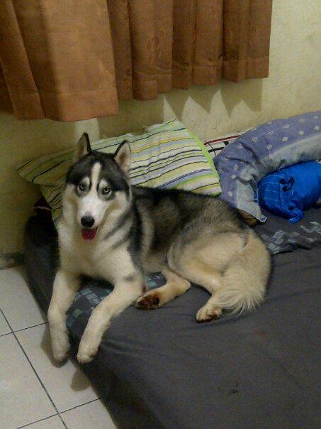 HILANG !! SIBERIAN HUSKY Daerah bojong yg bs nemuin di KASIH 5.000.000