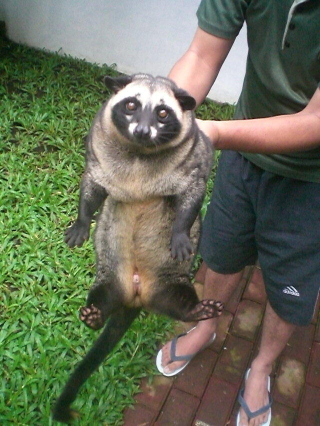 Balasan Dari Musang Lover Join Ya Part 2 Kaskus