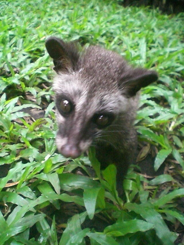 Balasan Dari Musang Lover Join Ya Part 2 Kaskus