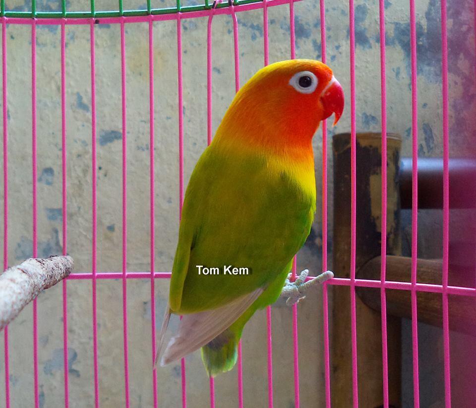  Gambar Jual Love Bird Marimas Pasjo Ngekek Abis Burung 9 